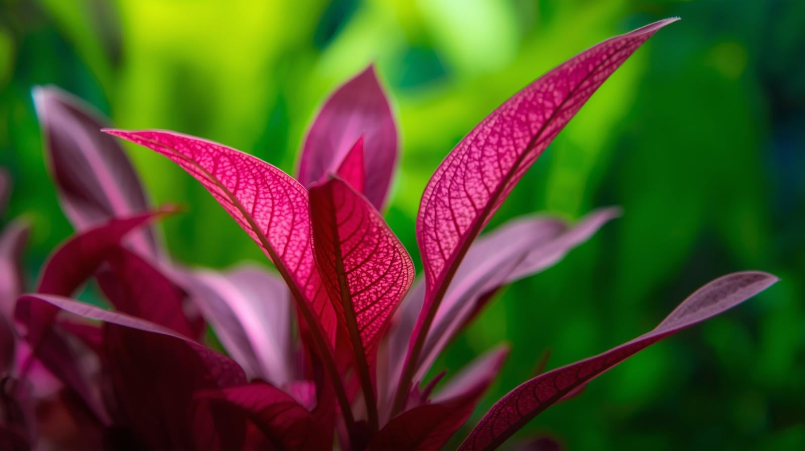 Cryptocoryne Crypt Flamingo – The Aquatic Plant House