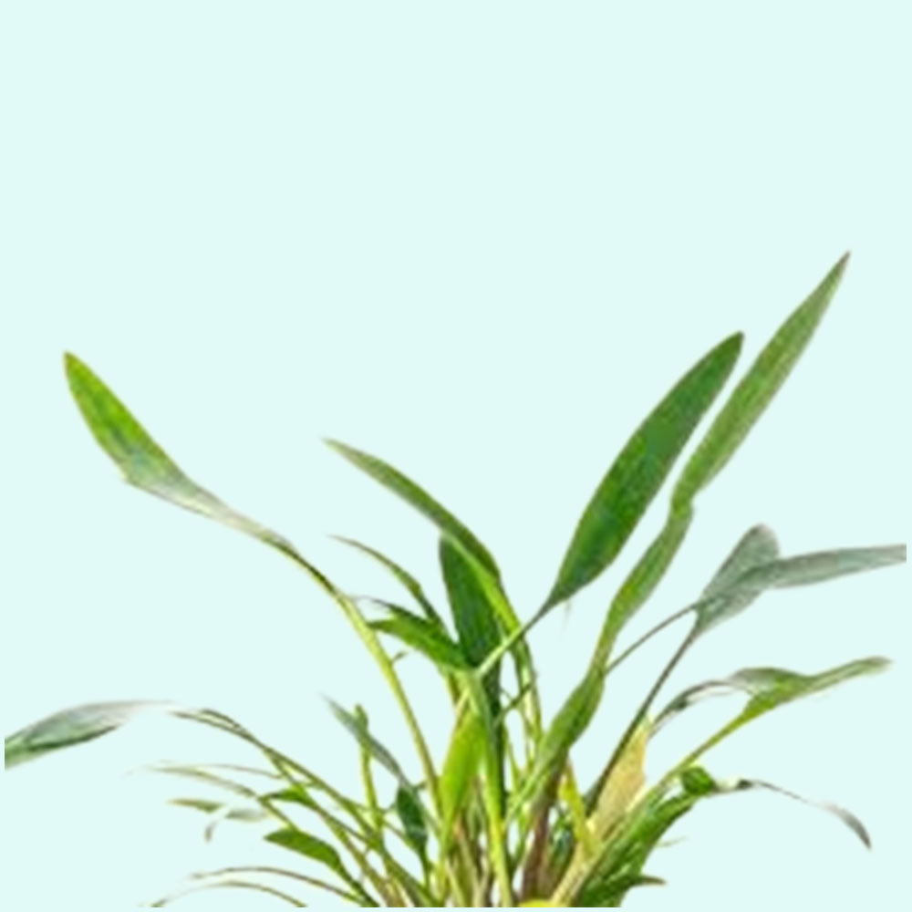 Cryptocoryne Crypt Lucens