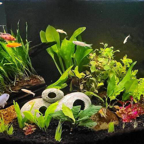 Rose Sparkle Sword (Echinodorus Sparkle)