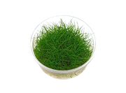 Eleocharis acicularis 'Mini' Dwarf Hair Grass Tissue Culture