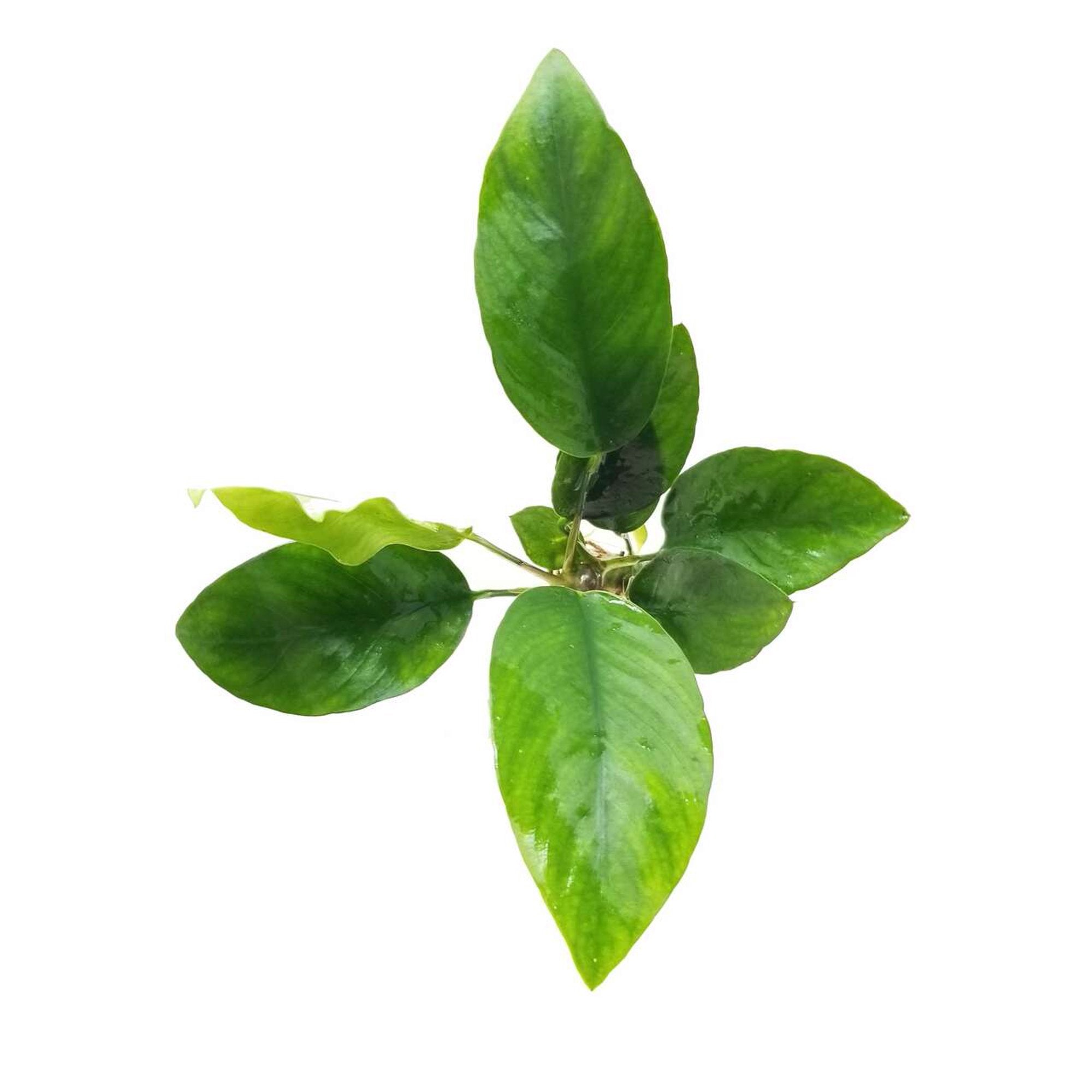Anubias Nangi