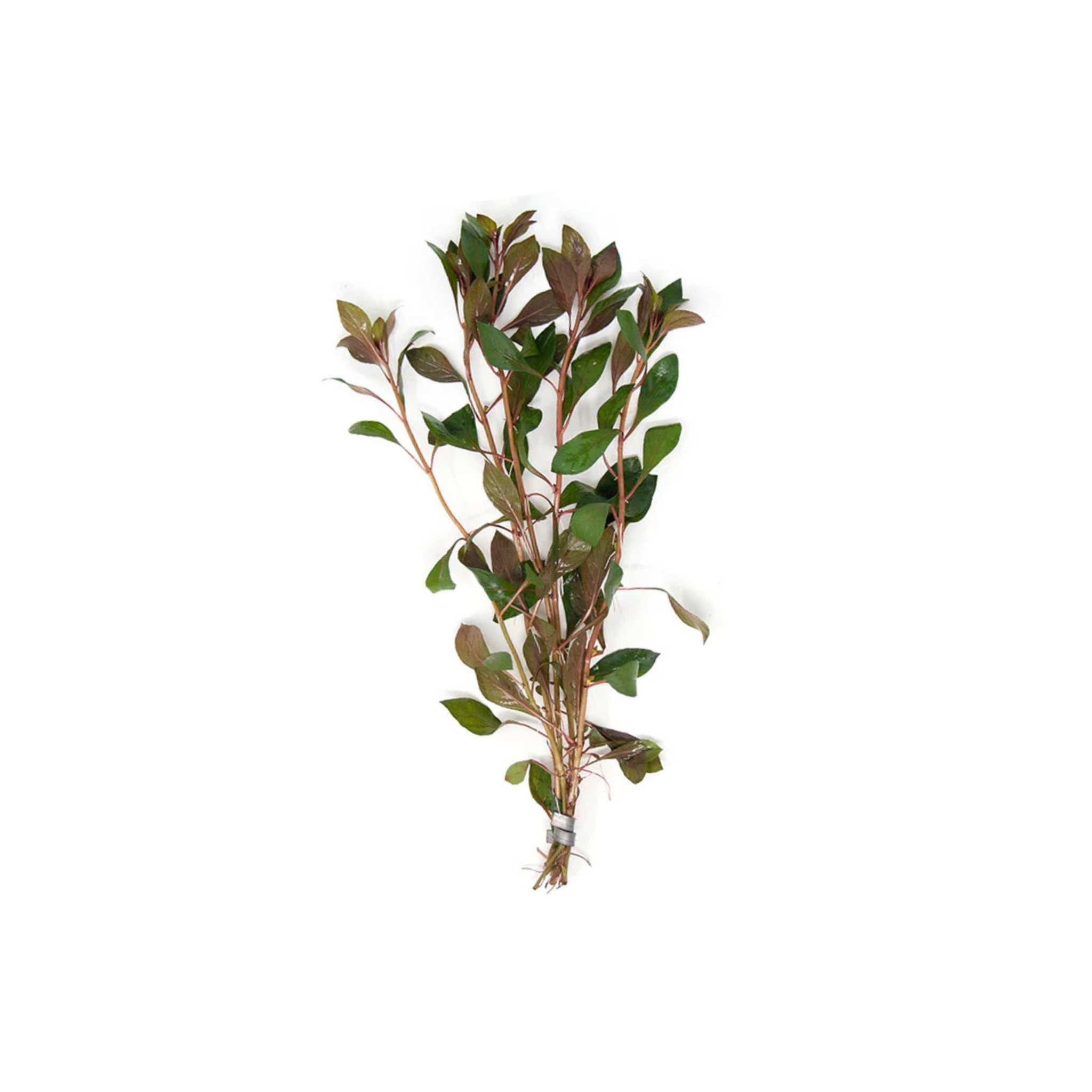 3 Pack Ludwigia Repens Dark Red