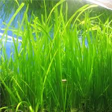 18 Lush Jungle Vallisneria Plants