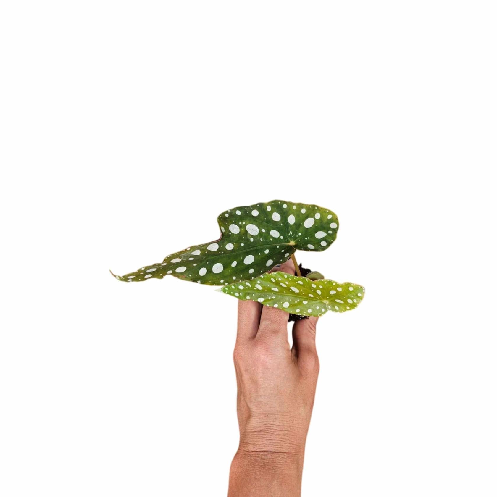 Angel Wing Begonia Maculata Rooted Starter Plant