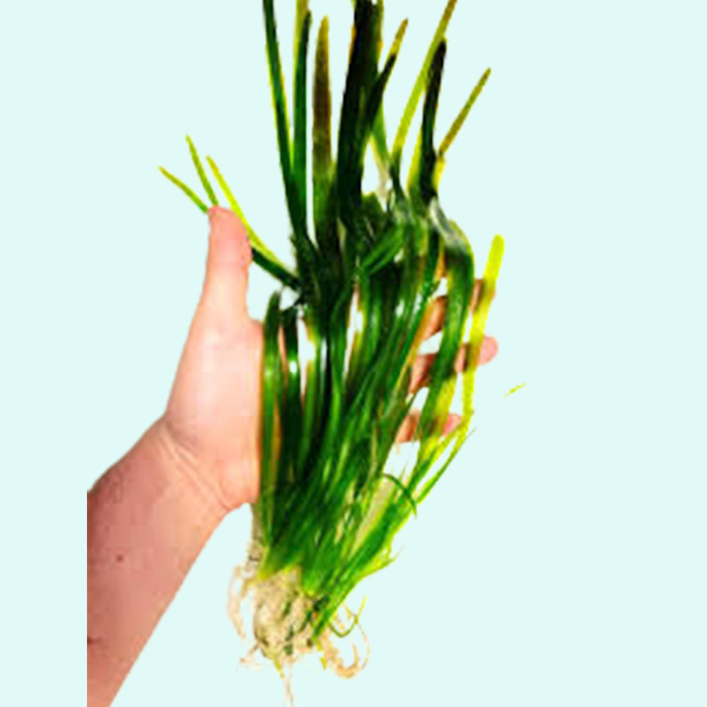 6 Plant Pack Jungle Vallisneria Americana
