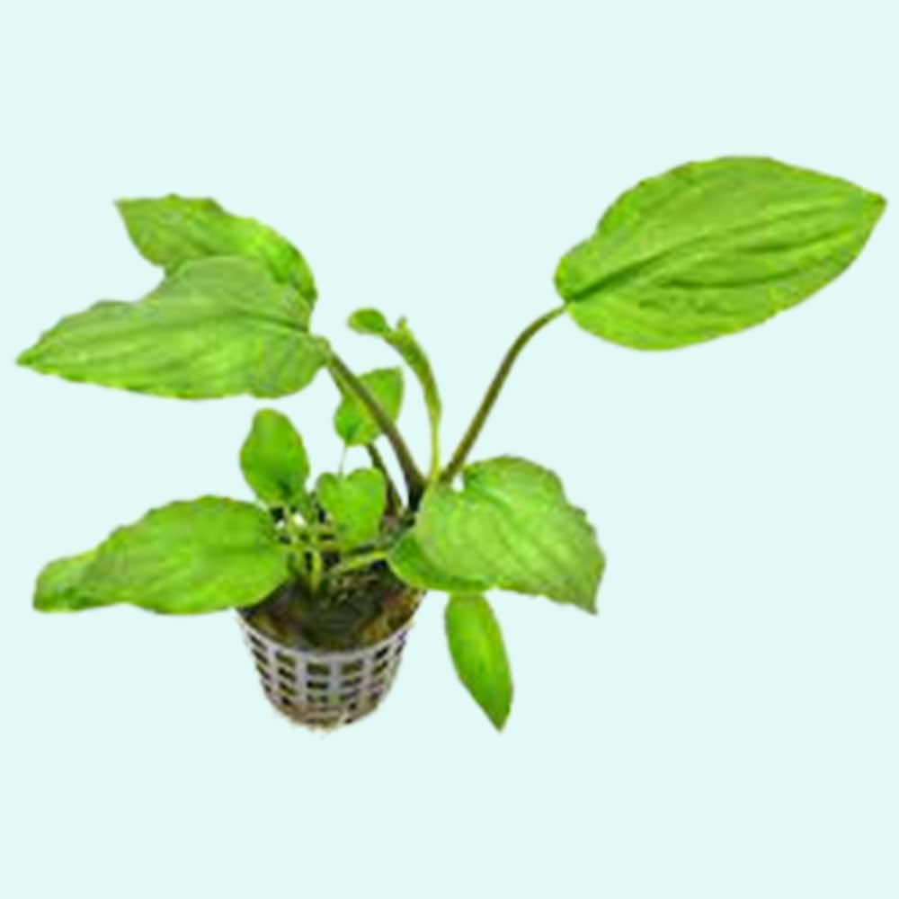 Lagenandra Meeboldii