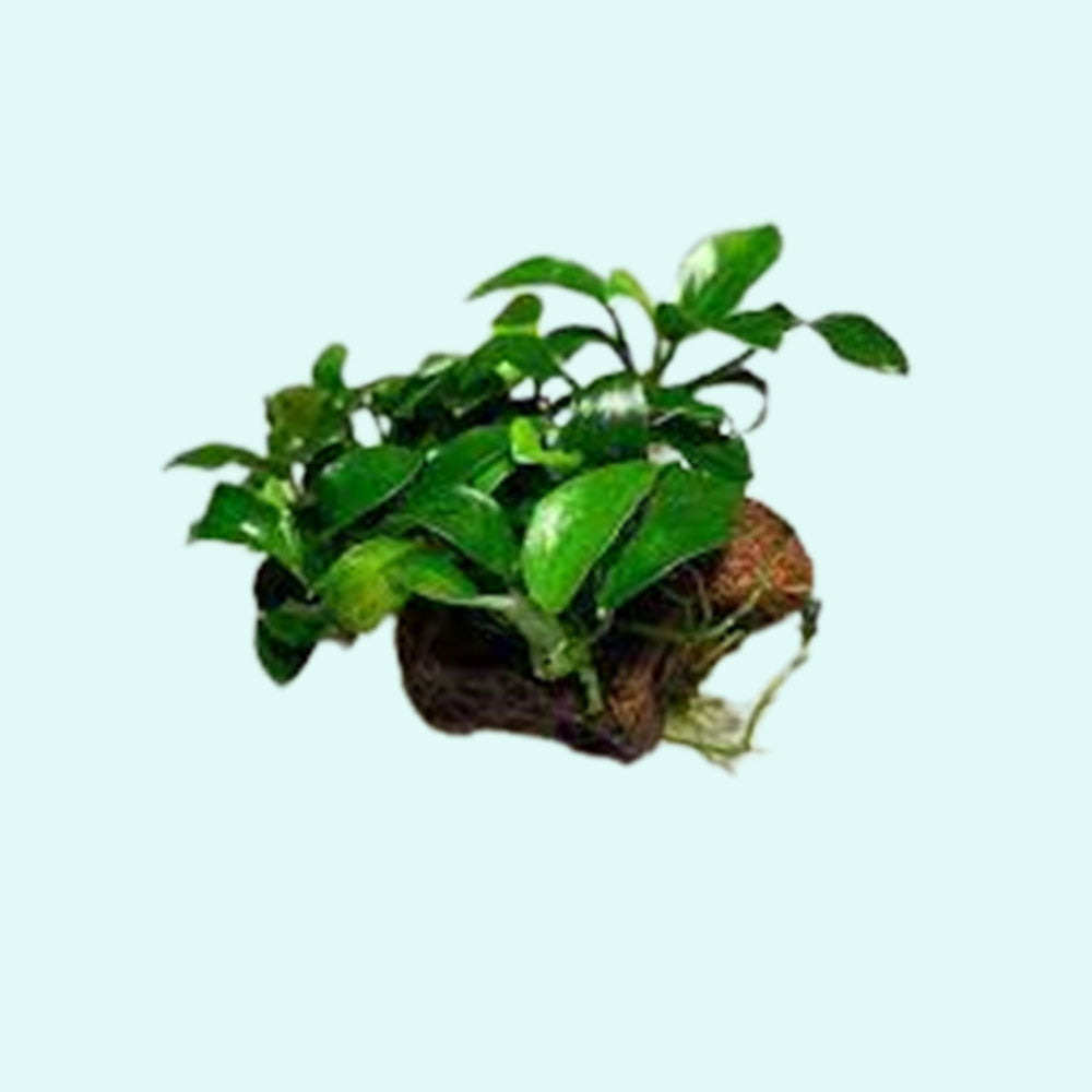 Anubias On Lava Rock