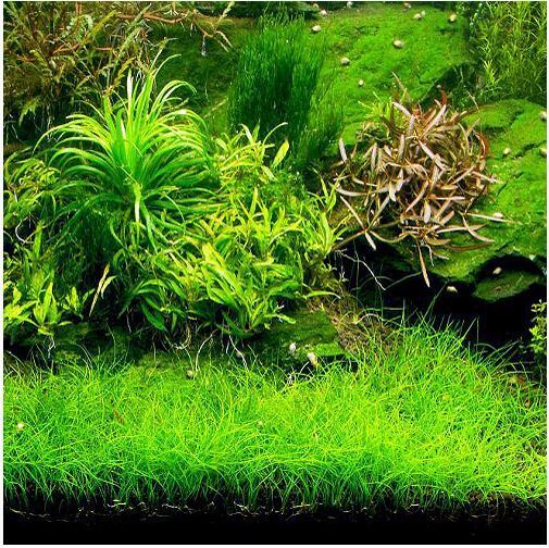 5 X Dwarf Hairgrass (Eleocharis Parvula)