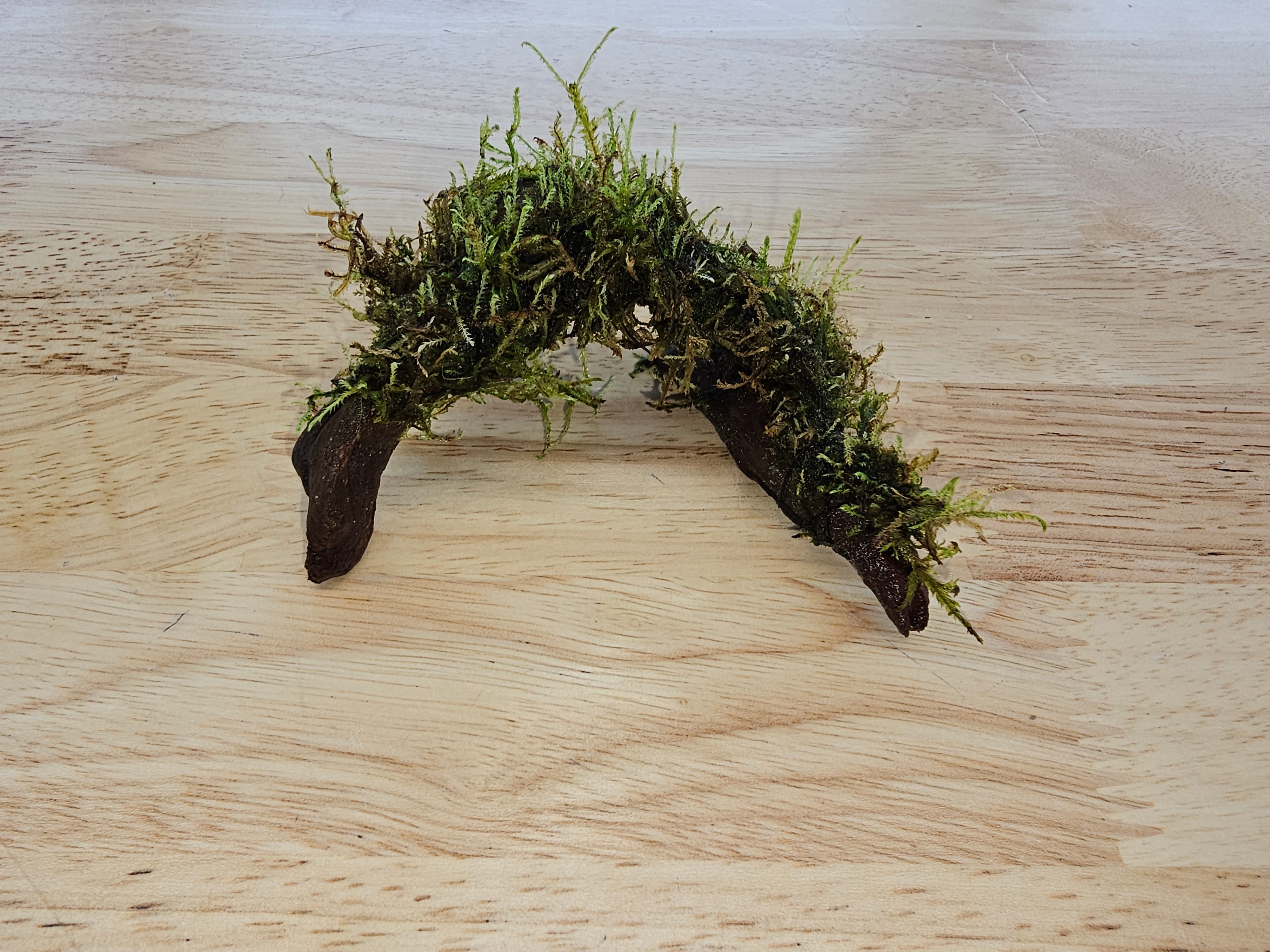 Moss On DriftWood