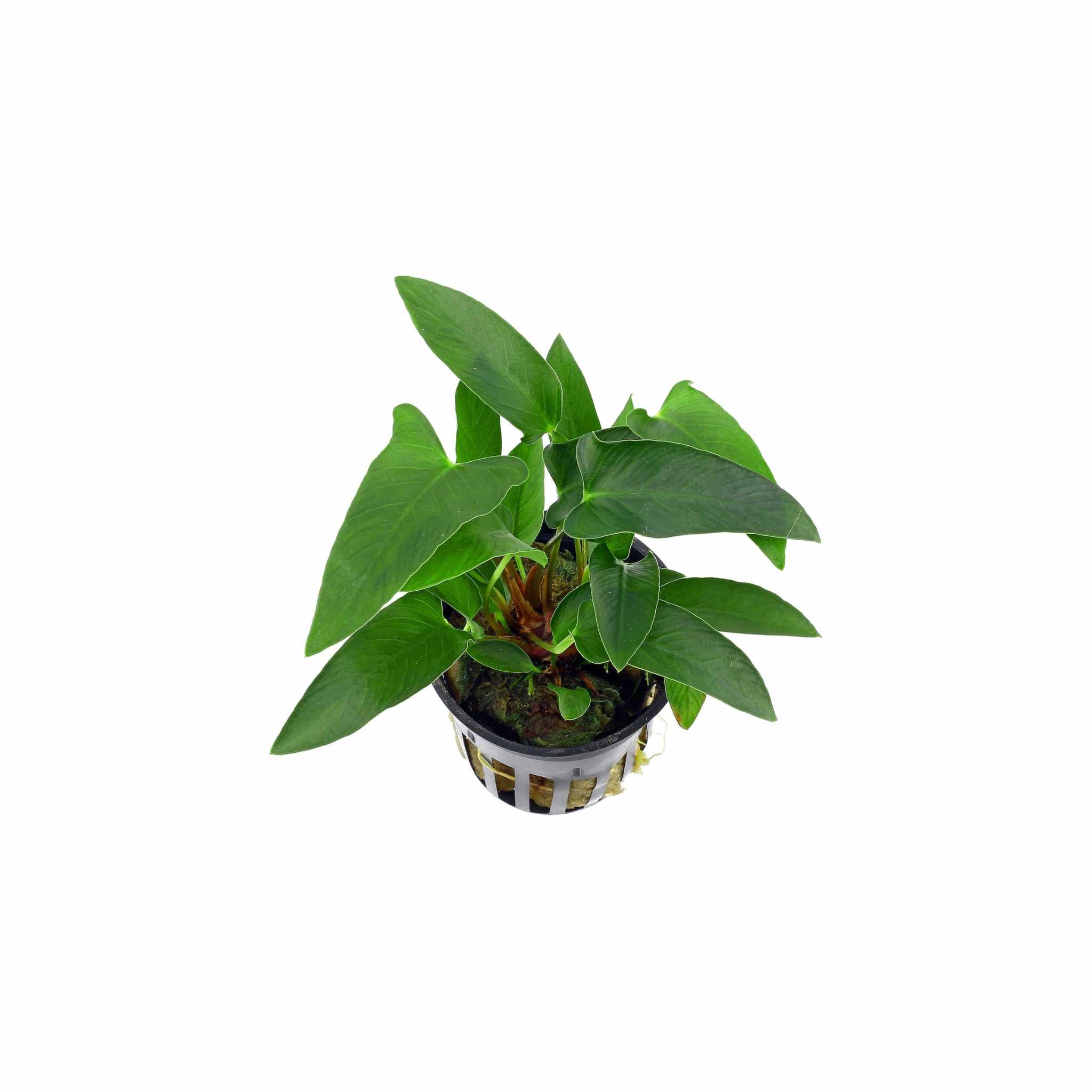 Anubias Barteri (Gracilis)