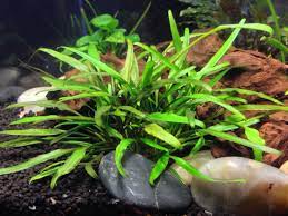 Cryptocoryne Crypt Lucens