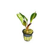 Amazon Sword Echinodorus Kleiner Bar