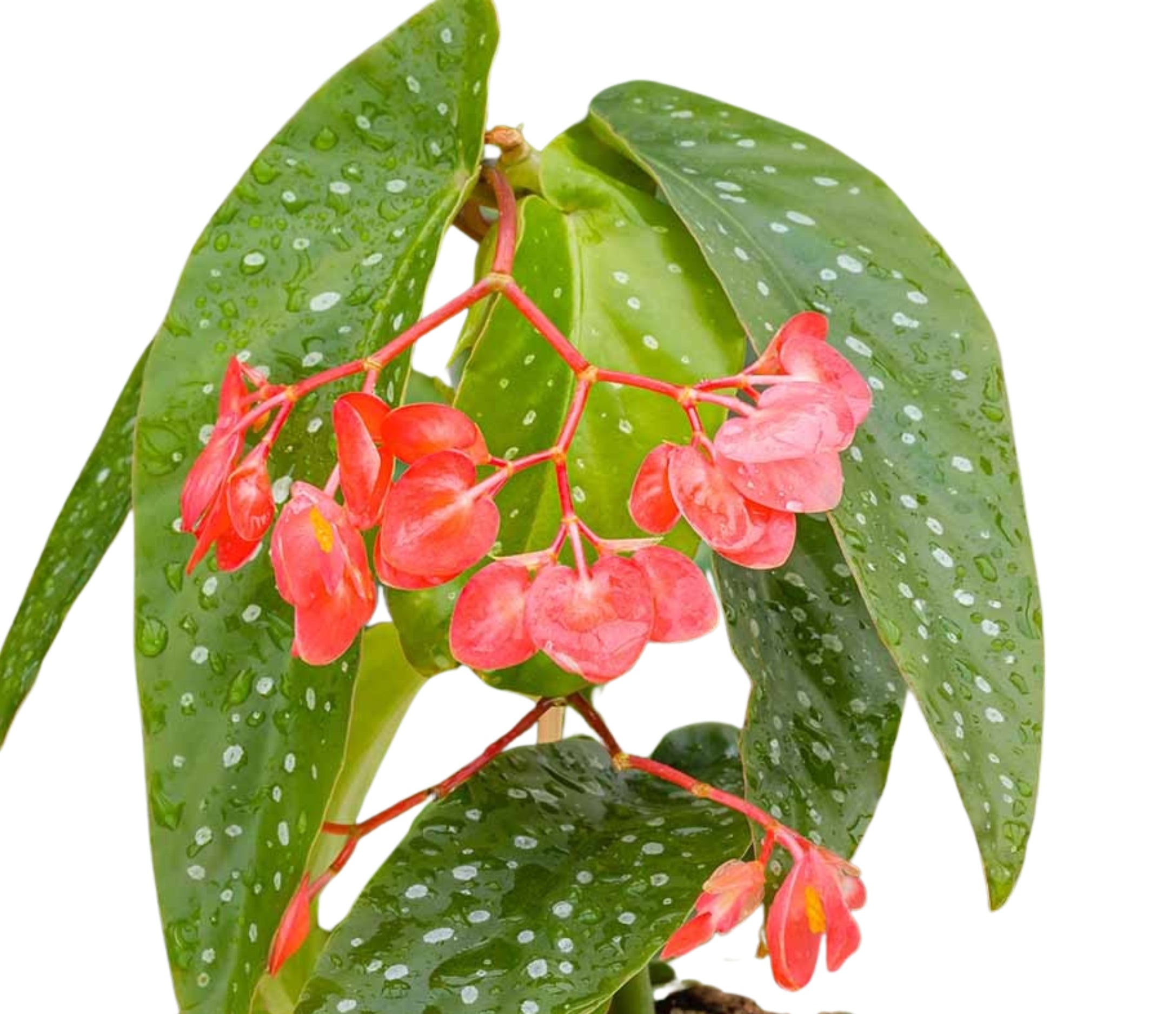 Angel Wing Begonia My Special Angel Rooted Starter Plant