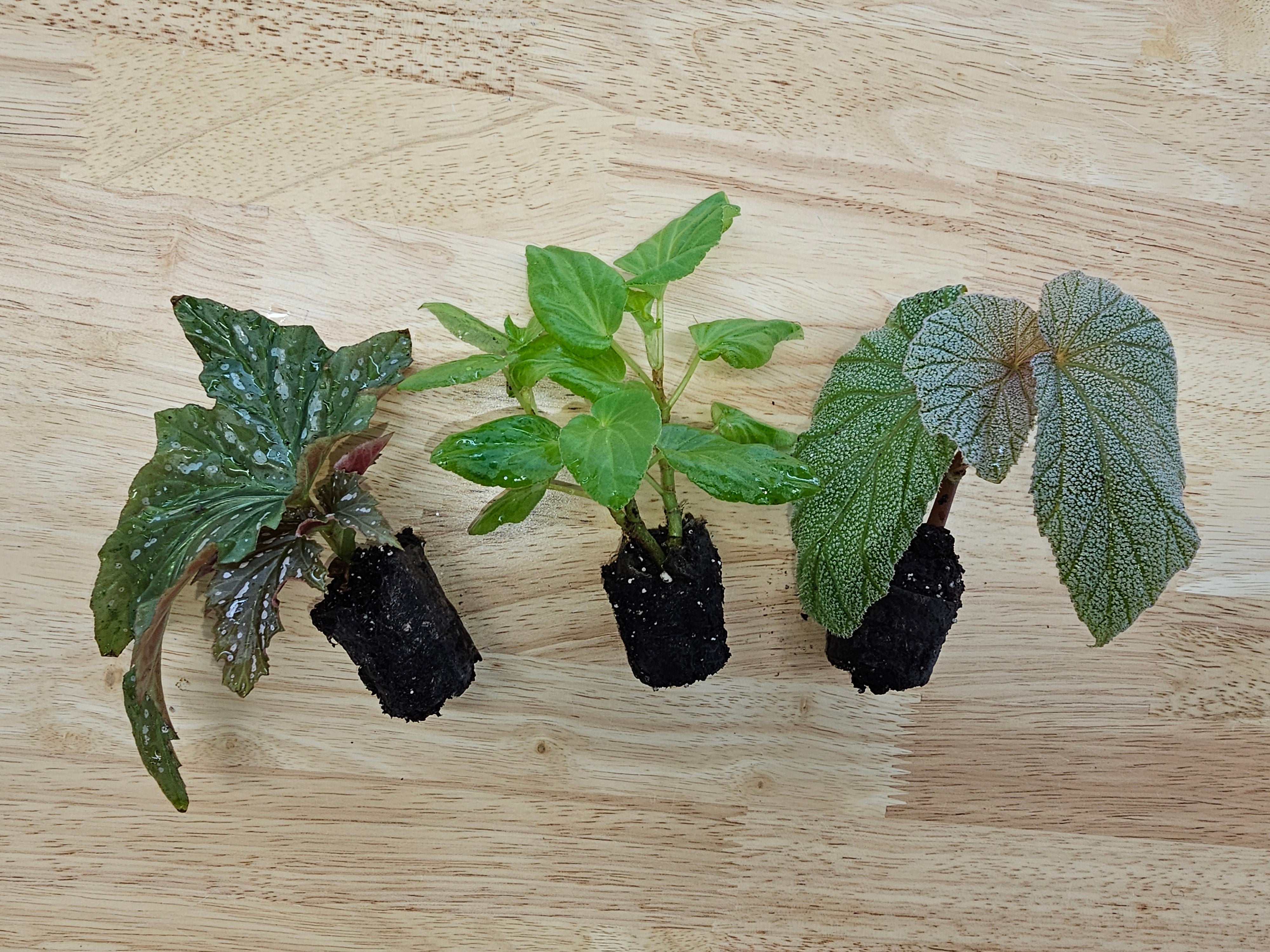 Angel Wing Begonia Assorted Starter Plant Bundle