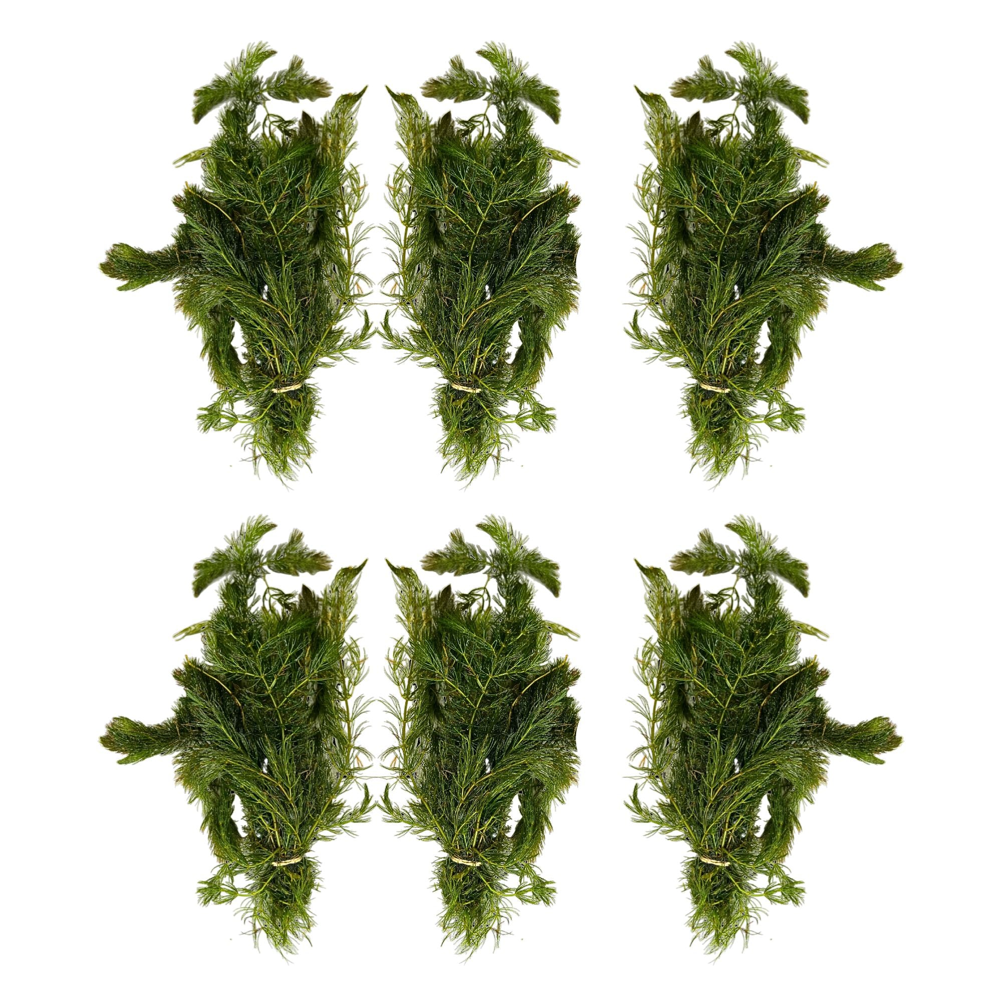 Anacharis and Hornwort Bundle