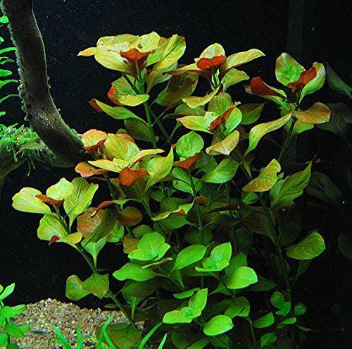 Florida Aquatic Plant Bundle