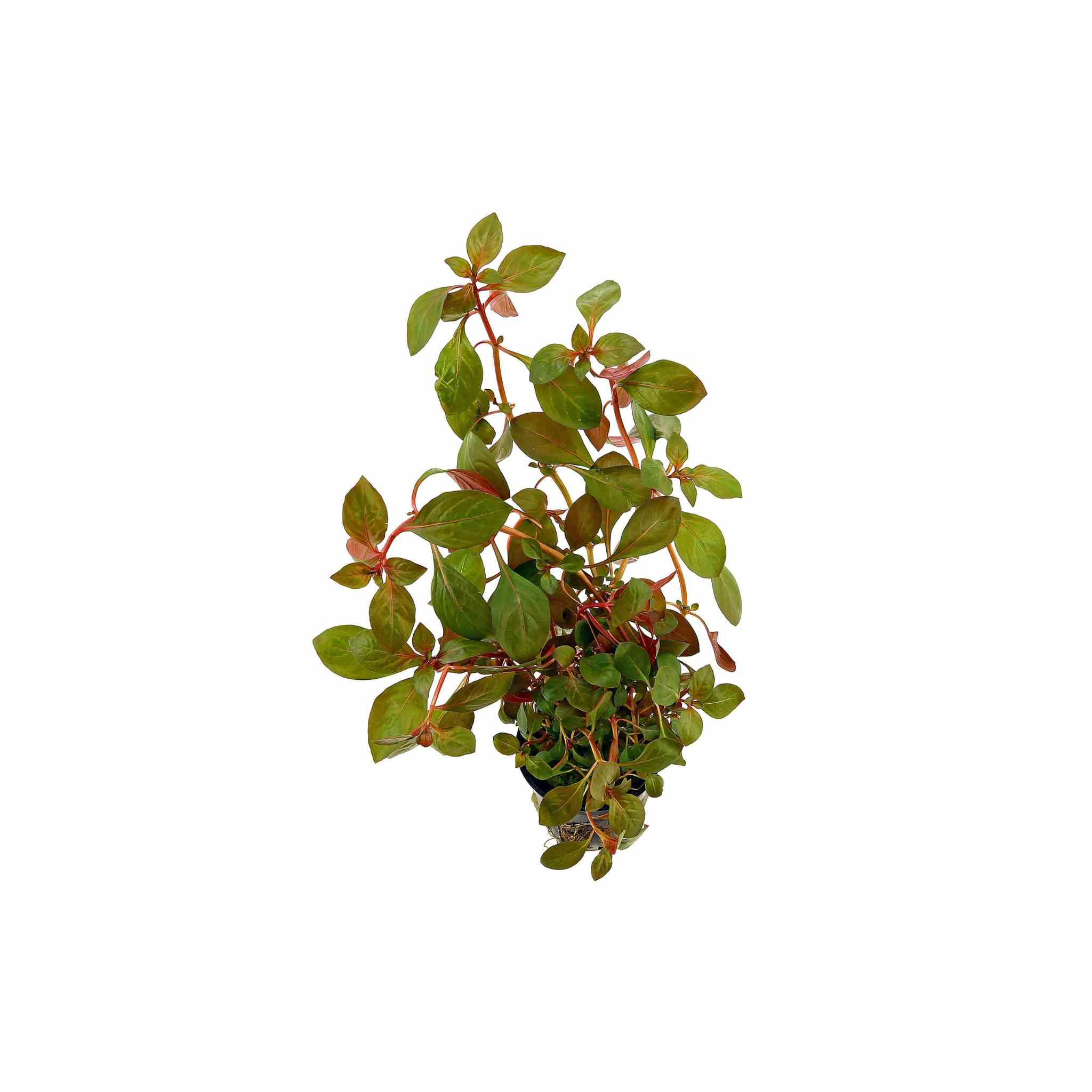 Ludwigia Repens Red 2 Inch Pot