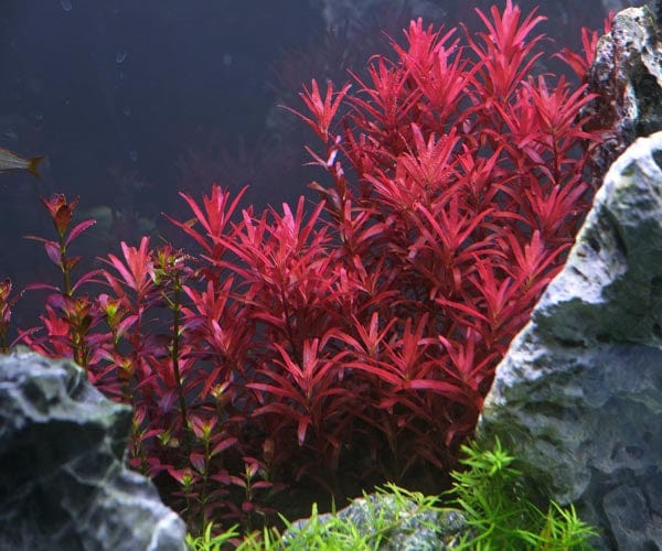 Rotala Rotundifolia Red - In 2 Inch Pot