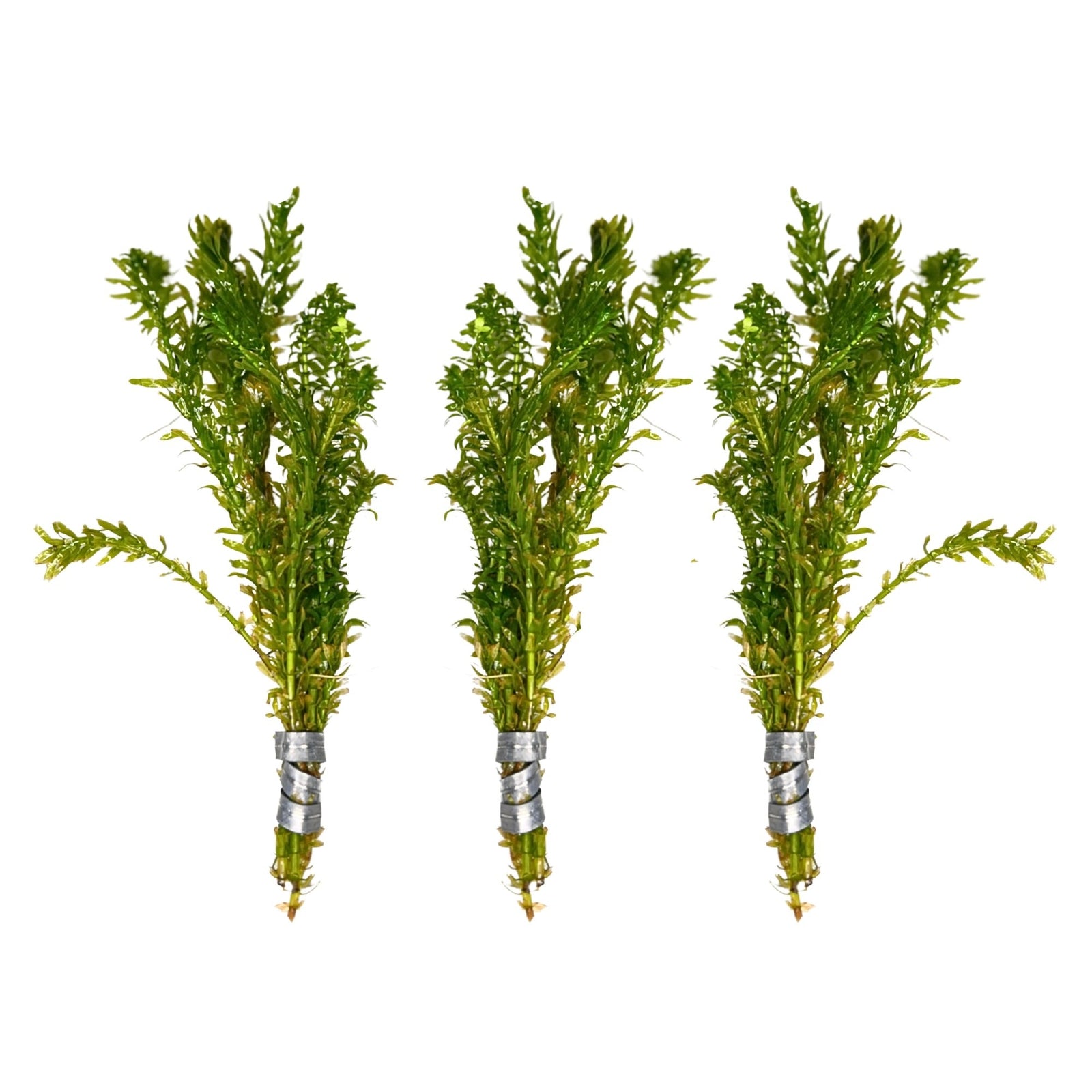 Anacharis and Hornwort Bundle Live Aquarium Plants