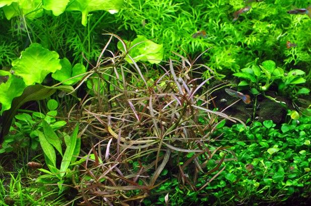 Hygrophila Corymbosa Var. N