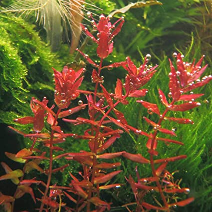 Rotala Indica