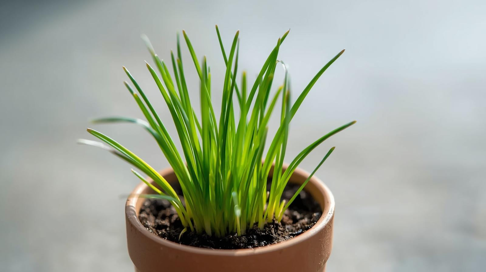 Dwarf Sagittaria Subulata