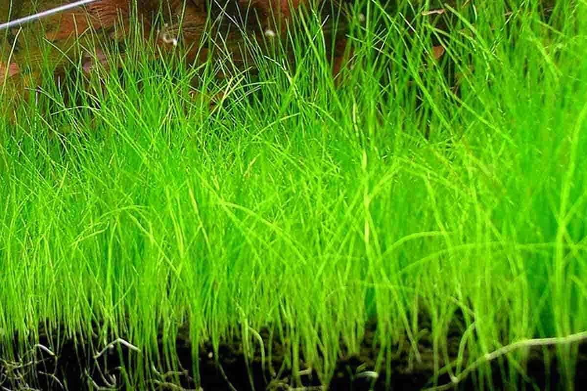 5 X Dwarf Hairgrass (Eleocharis Parvula)