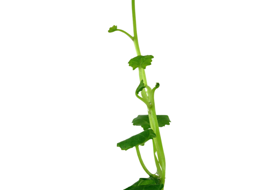 Cardamine Lyrata (Chinese Ivy )