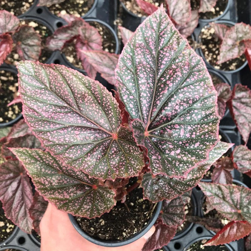 Angel Wing Begonia Miss Mummy Rooted Starter Plant