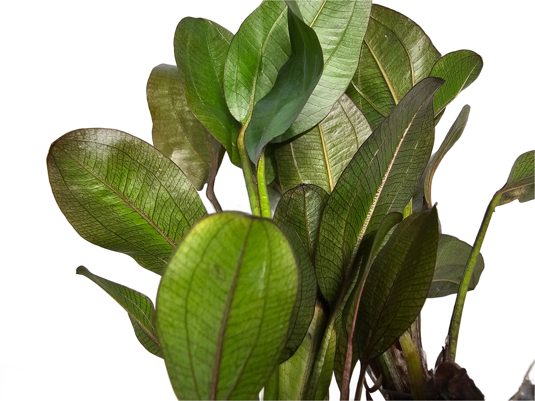 Amazon Sword Echinodorus 'Reni'