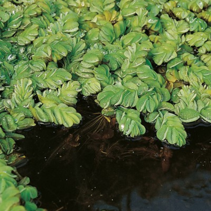 Floating Plant Combo Pack