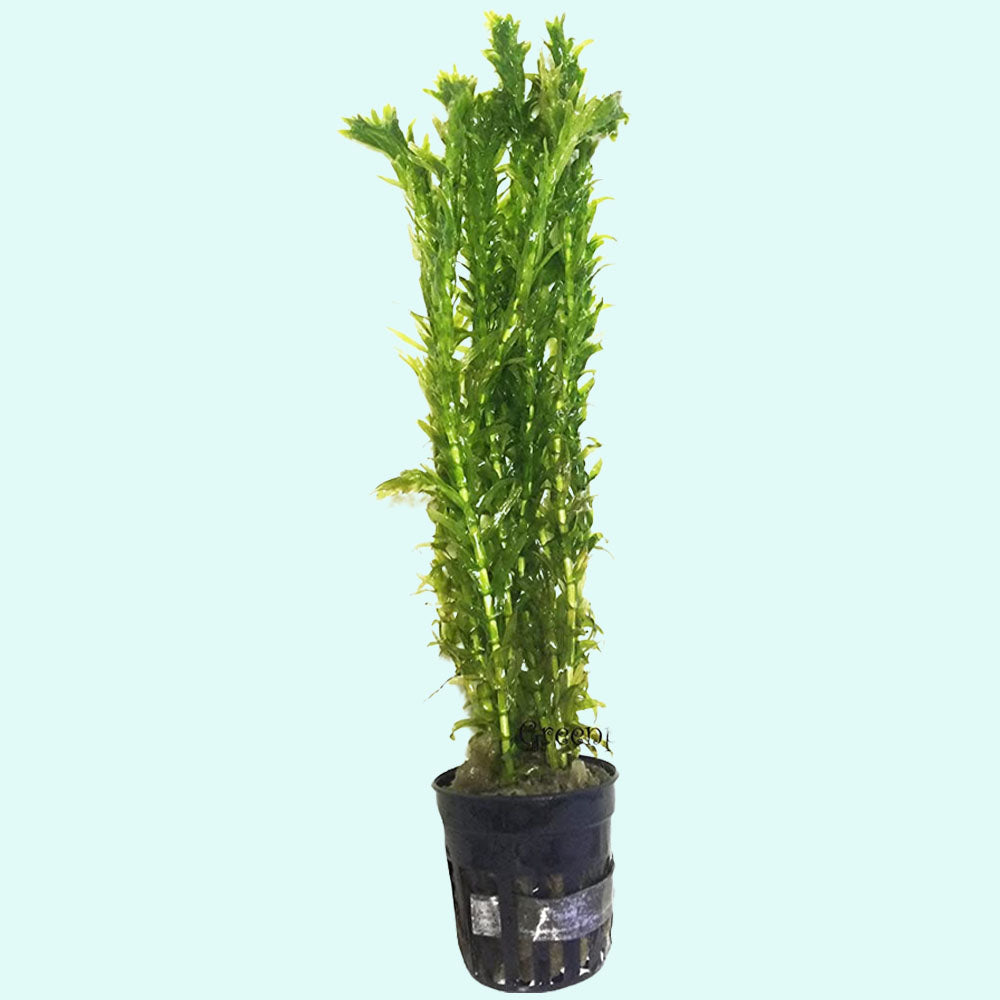 Anacharis Egeria Densa