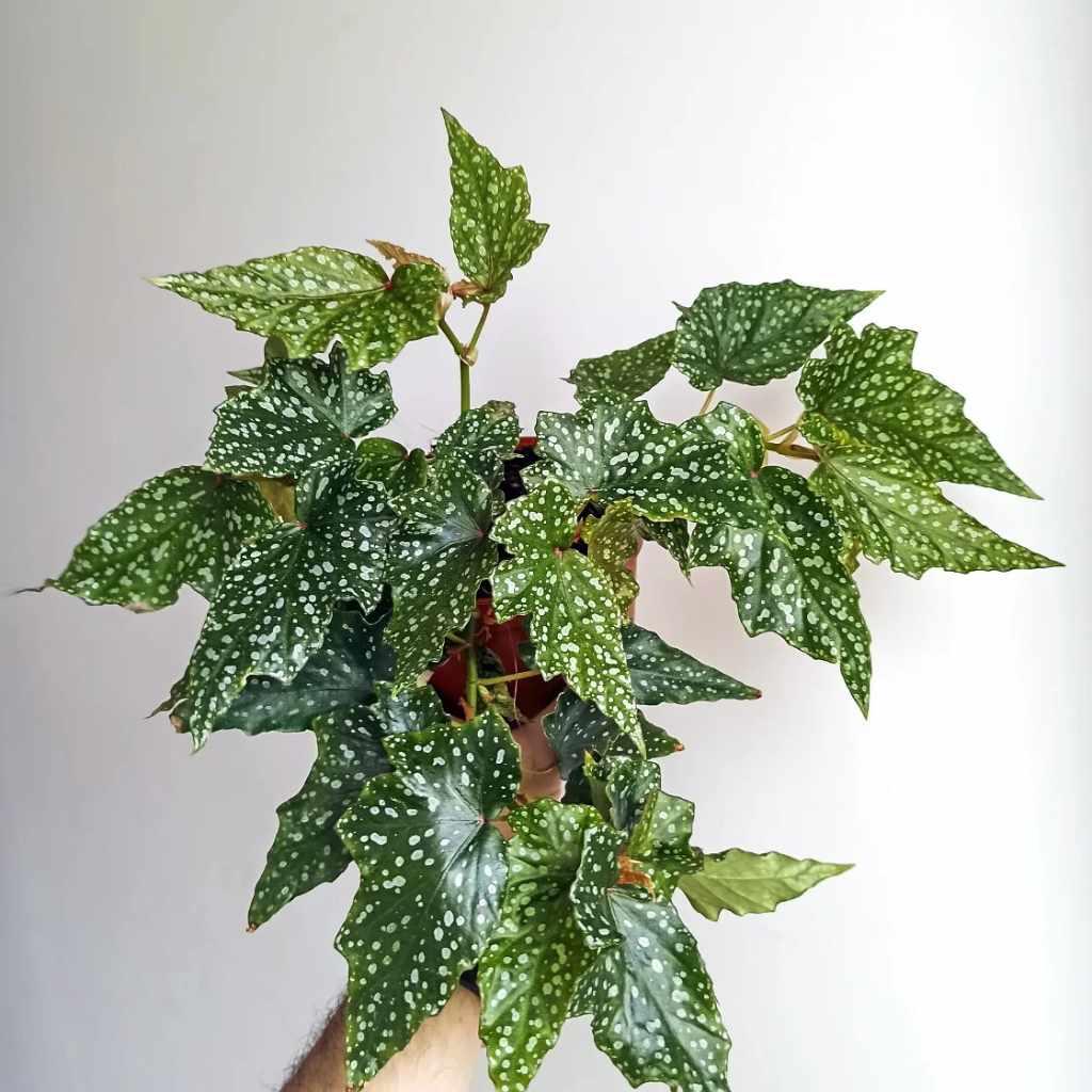 Angel Wing Begonia Lois Burke