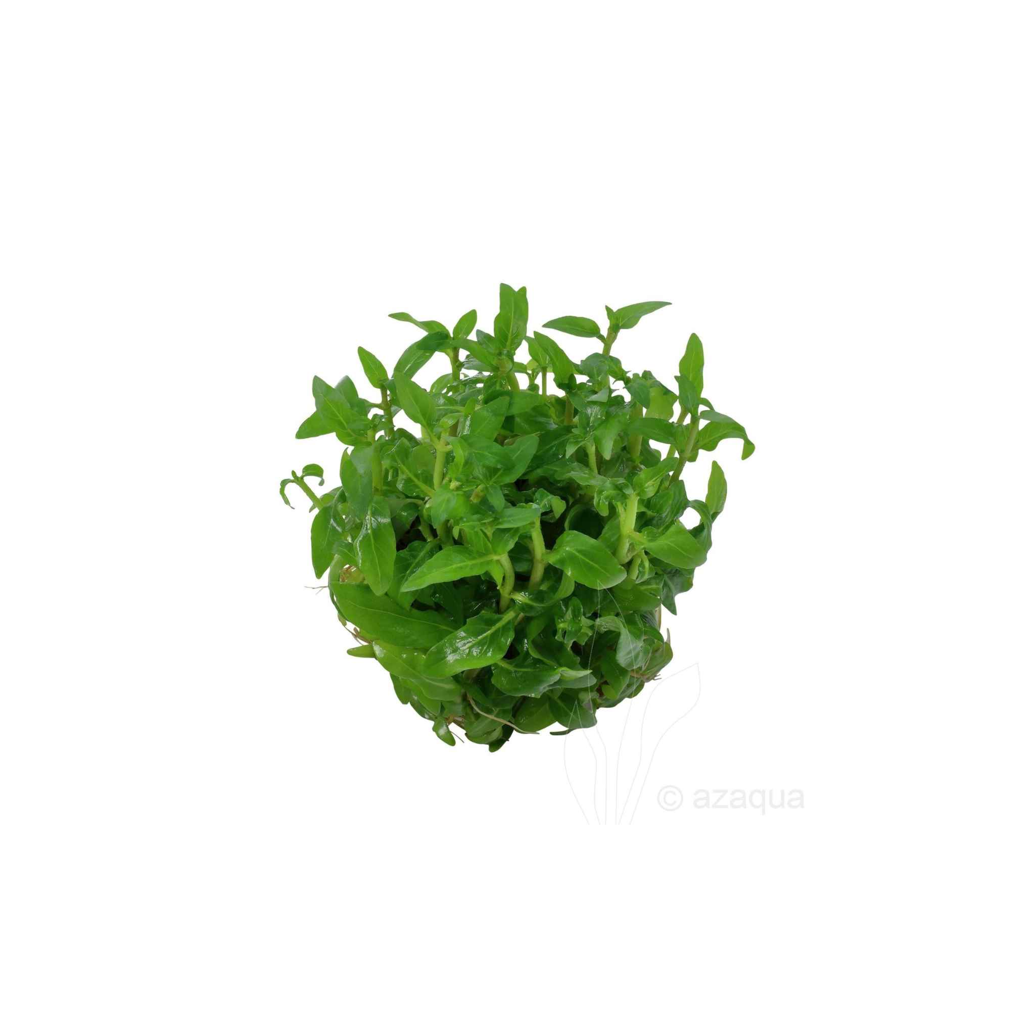 10X Staurogyne Repens Clumps