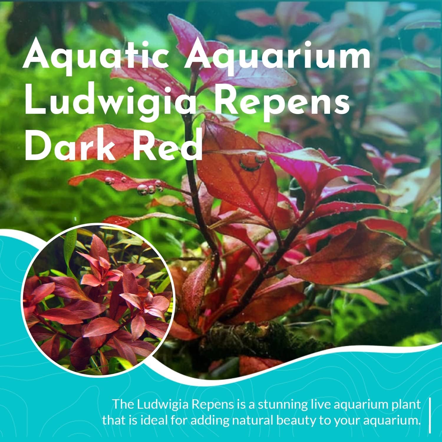 3 Pack Ludwigia Repens Dark Red
