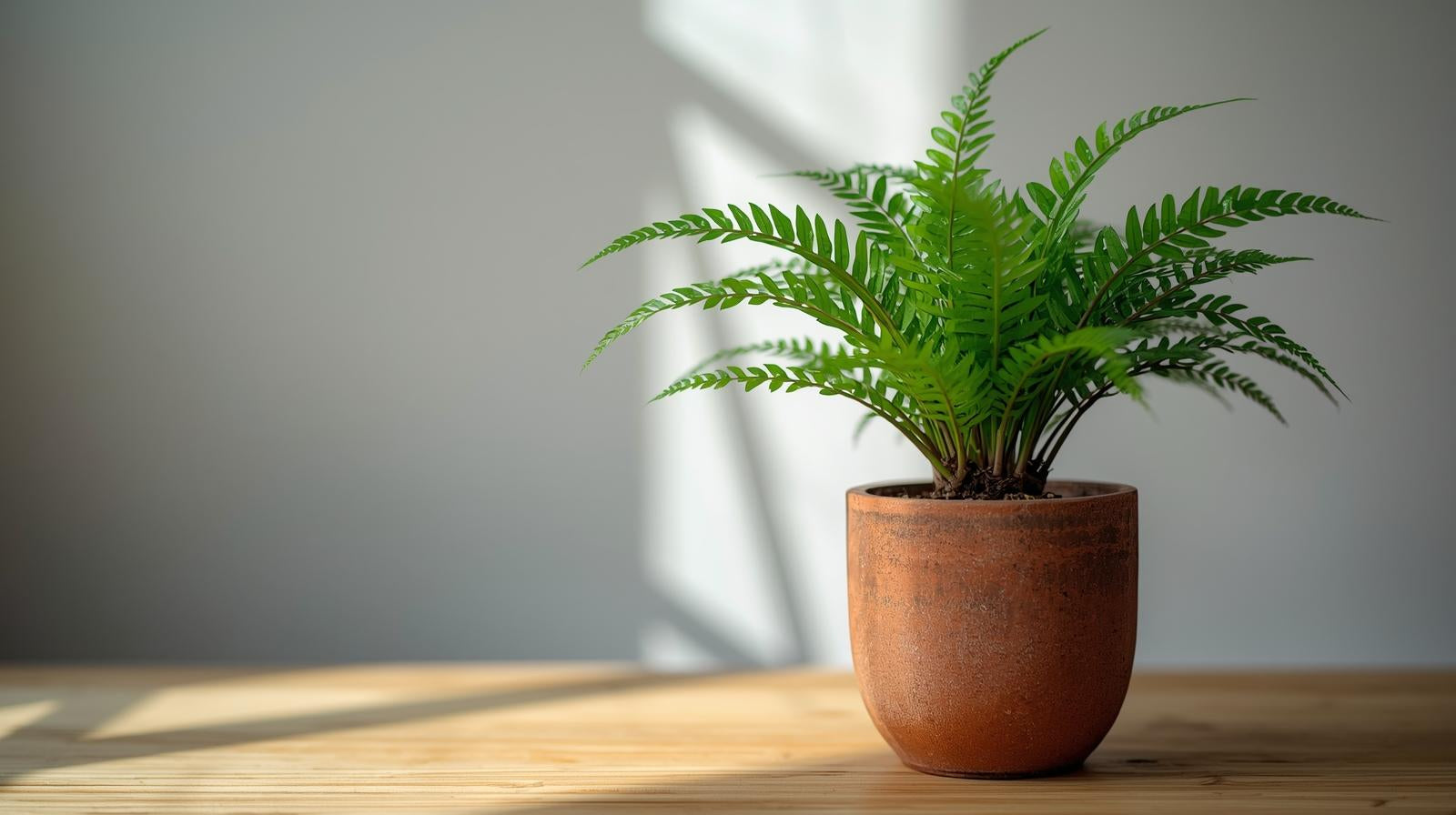 Java Fern Microsorum