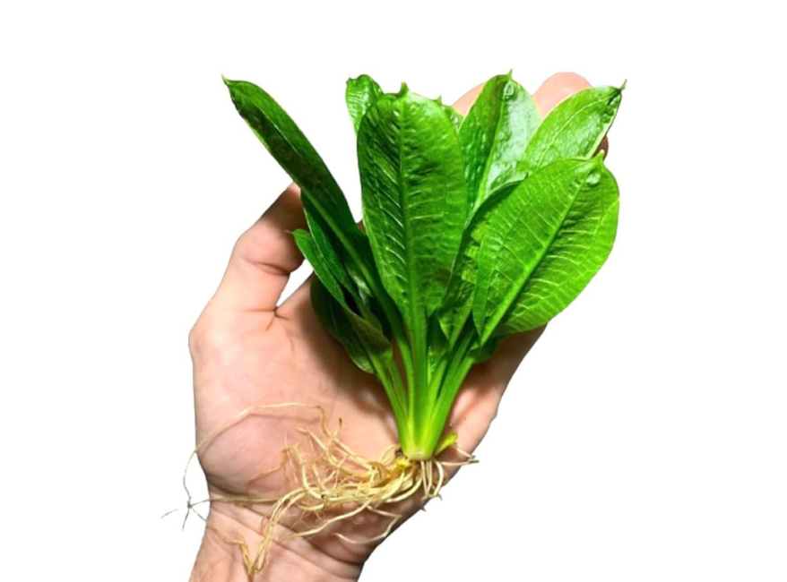 Amazon Rosette (Echinodorus Parviflorus)