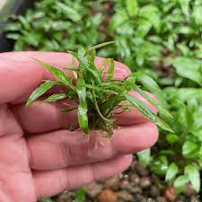 Cryptocoryne Crypt Lucens