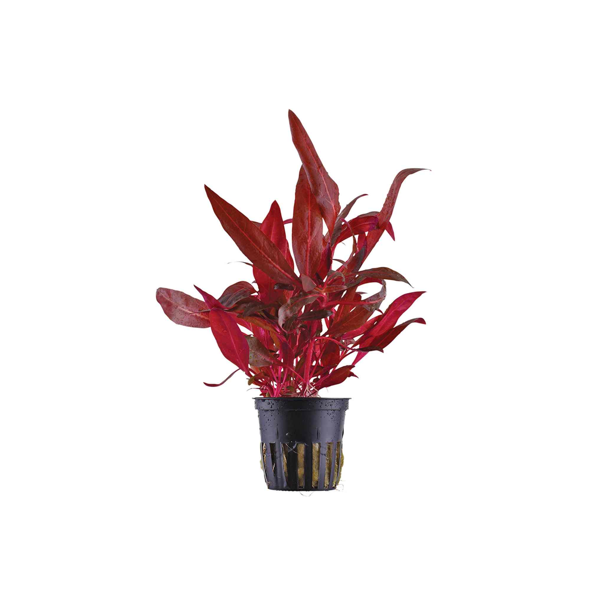 Alternanthera Reineckii Tissue Culture