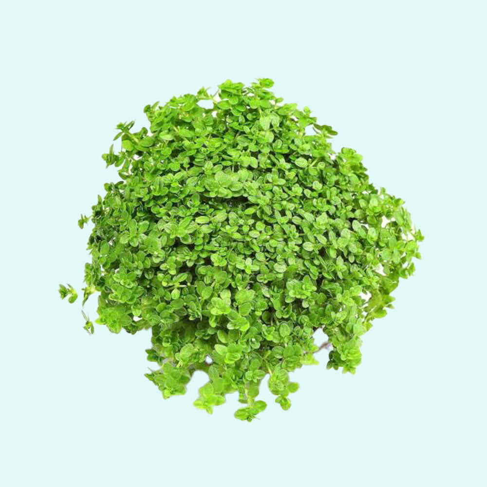 Dwarf Baby Tears Micranthemum Umbrosom