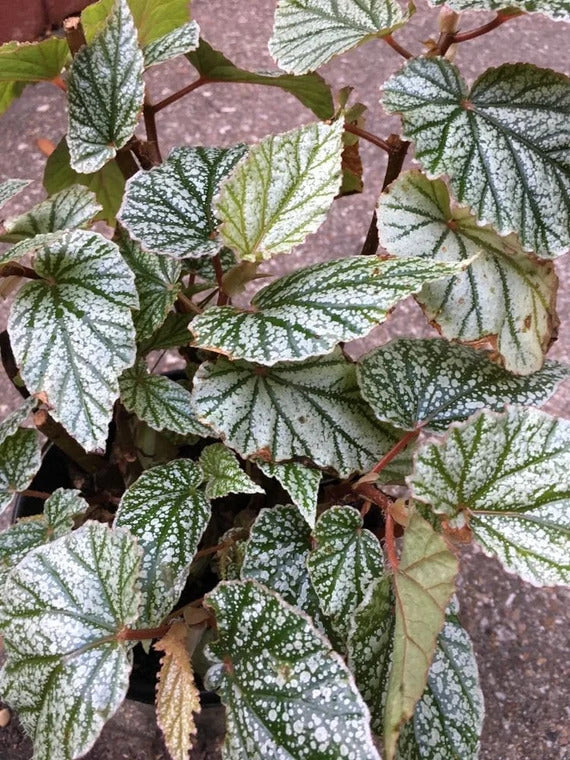 Angel Wing Begonia Frosty Rooted Starter Plant