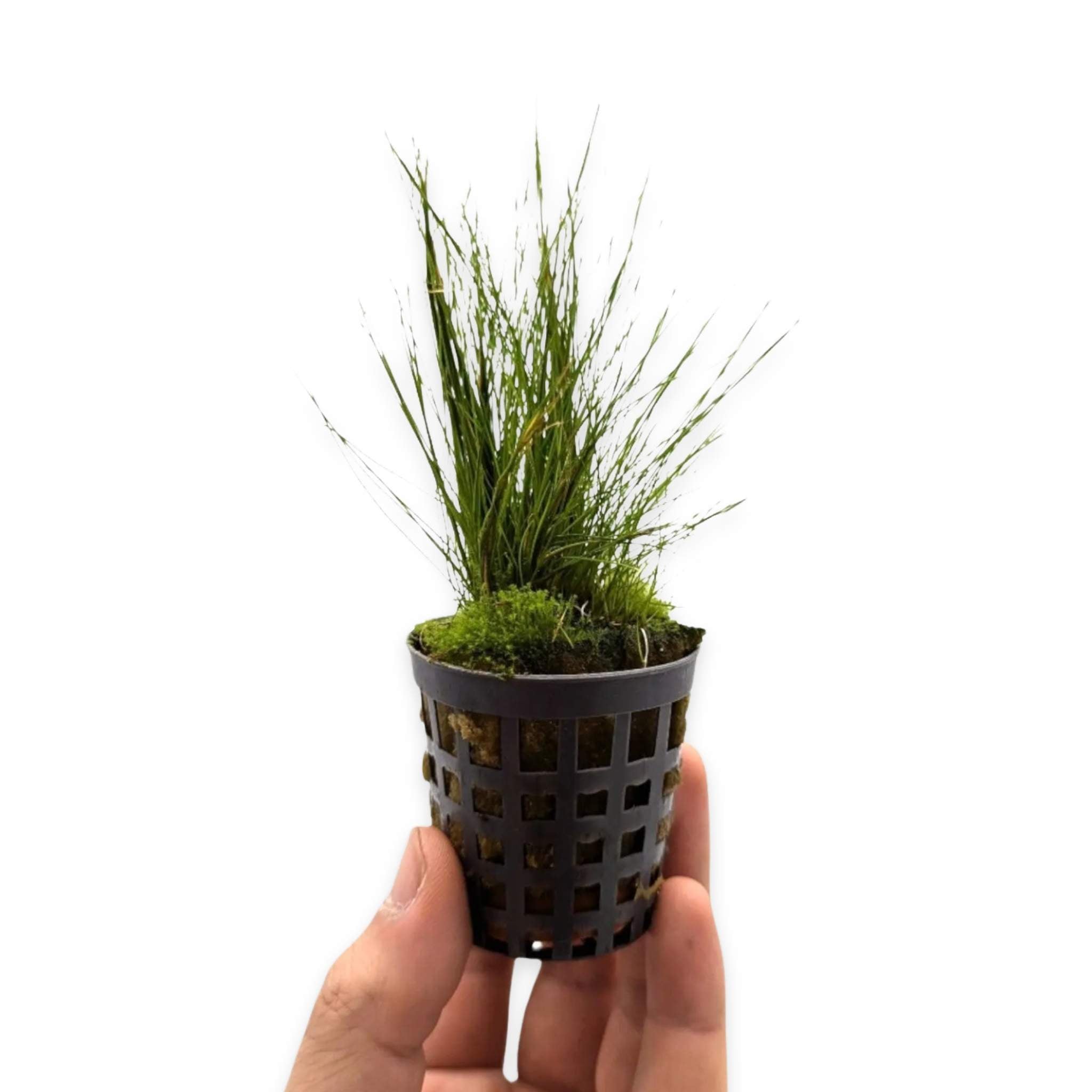 Dwarf Hairgrass Eleocharis