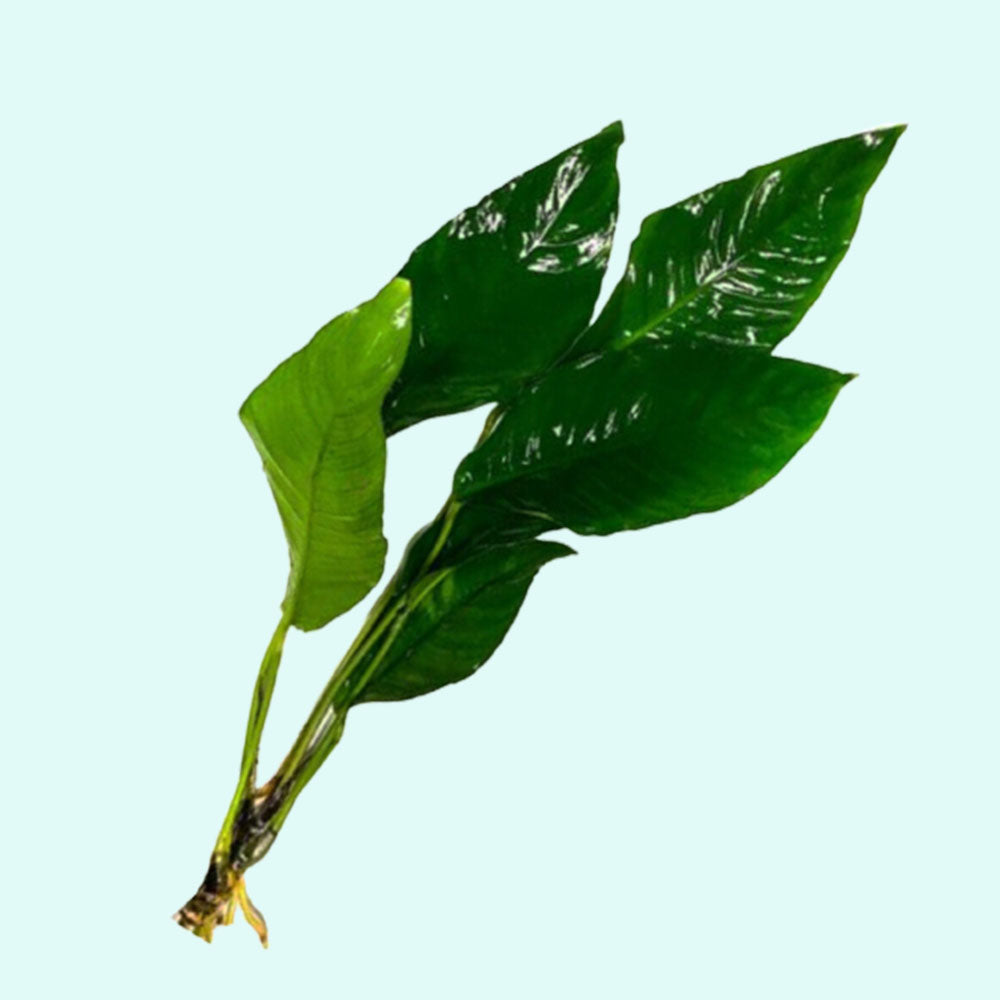 Anubias Heterophylla Lanceolata