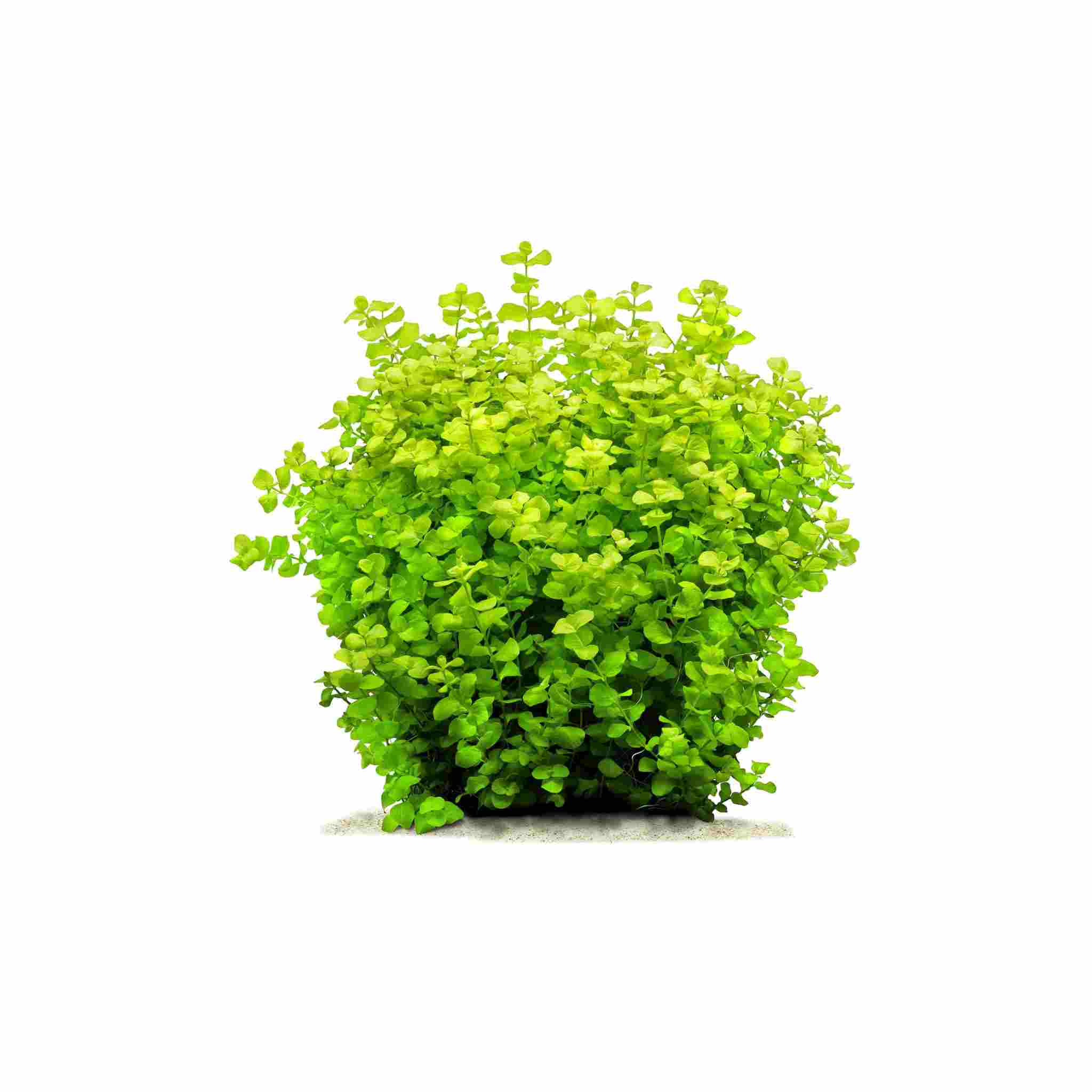 Lloydiella (Lysimachia Nummularia) Creeping Jenny