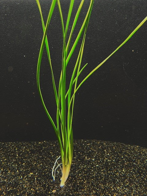 Water Onion Dwarf (Zephyranthes candida)