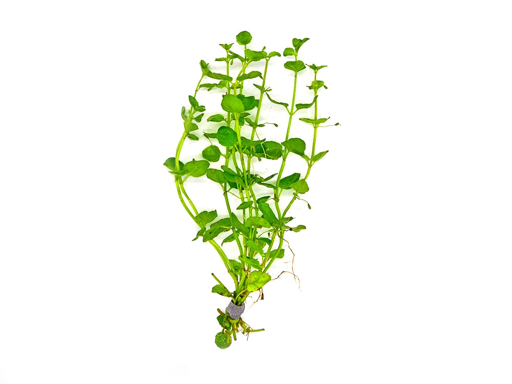 Mint Charlie (Micromeria Brownei)