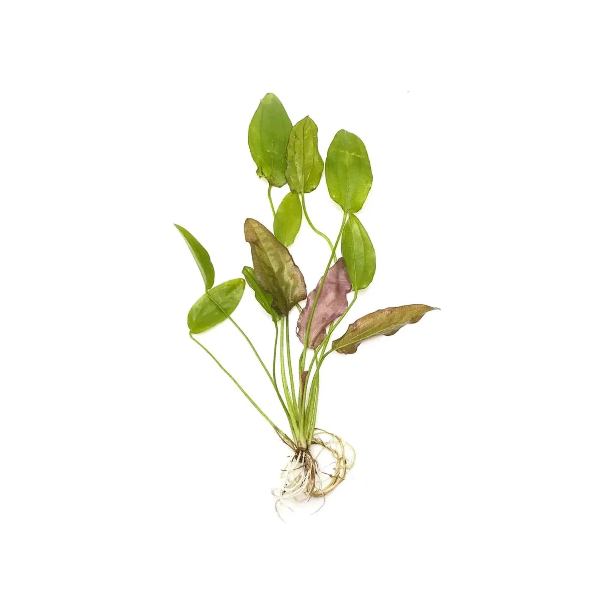 Oriental Sword (Echinodorus Oriental)