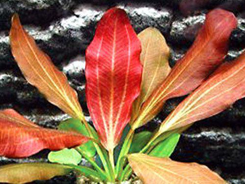 Florida Aquatic Plant Bundle