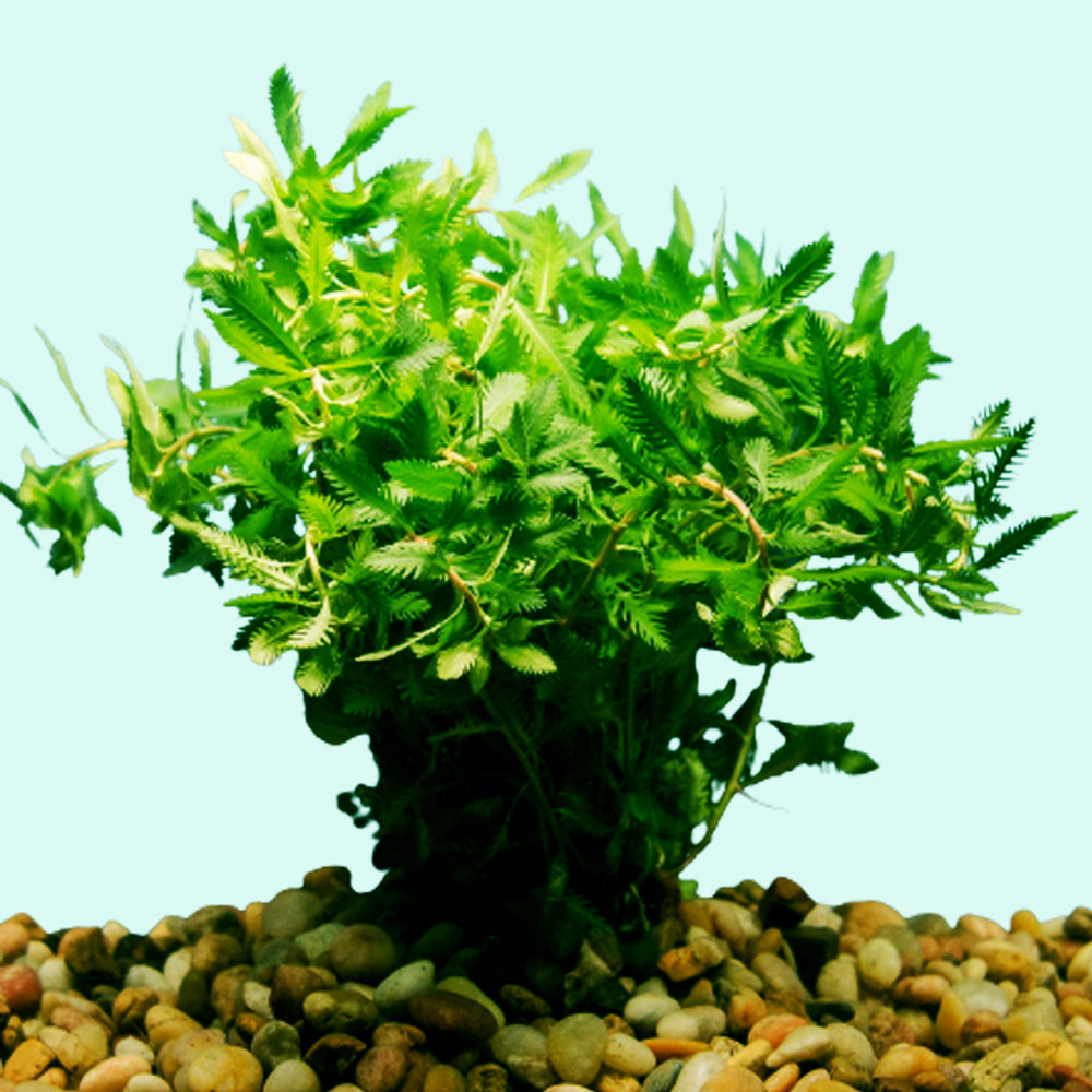 Mermaid Hygro Proserpinaca Palustris