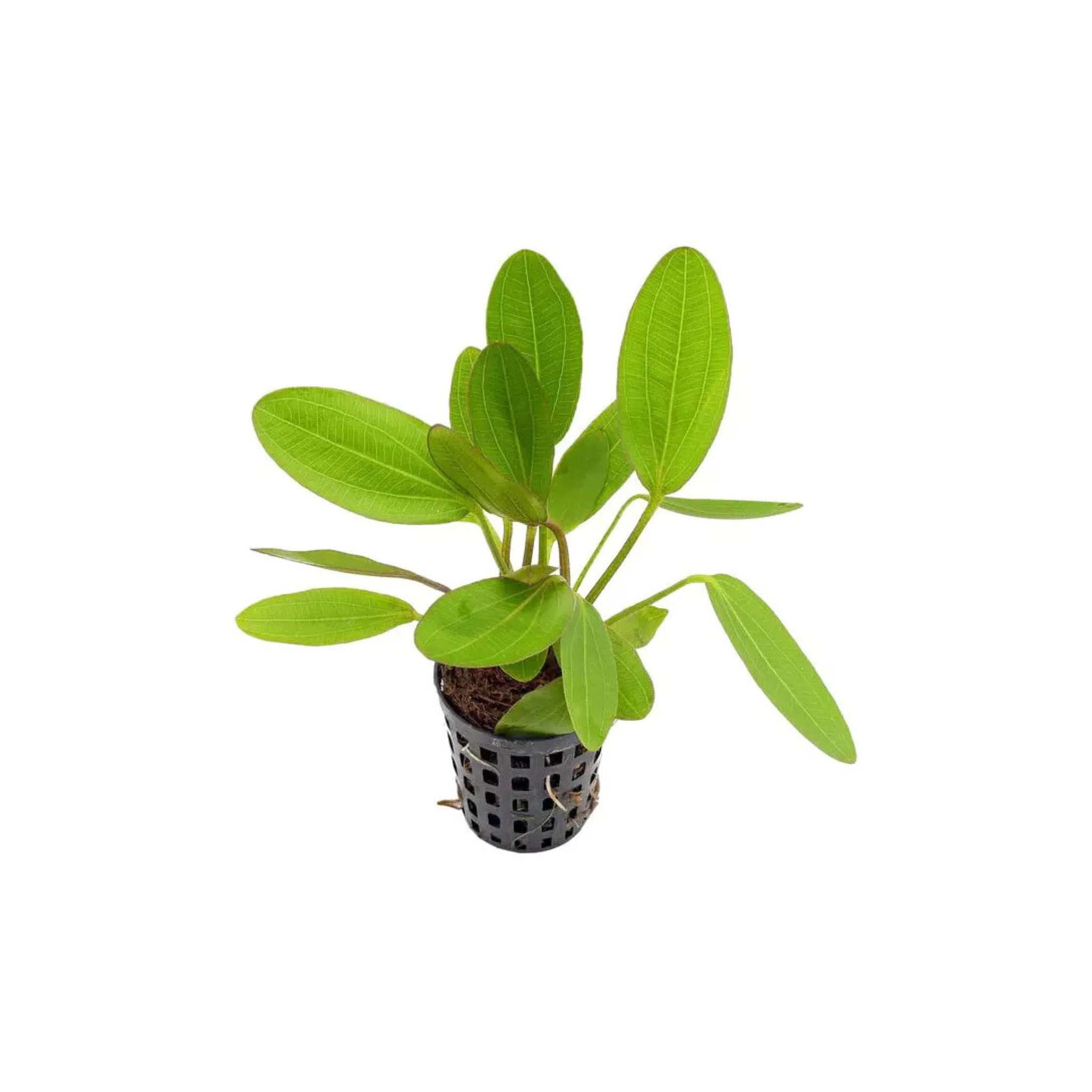 Radican Sword (Echinodorus Cordifolius)